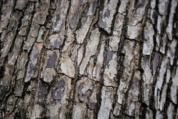Close up tree bark as a wooden background. Texture of tropical almond or india almond, Terminalia catappa Linn in combretaceae family.