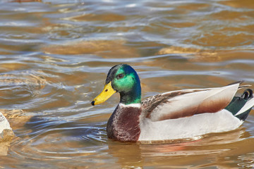 duck floating on the water