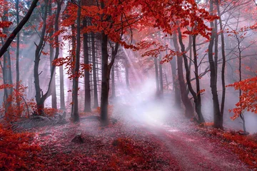 Türaufkleber Sammlungen Mystischer roter Wald