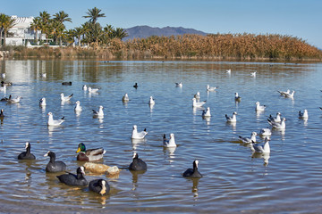 Seagulls pond sea