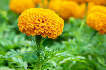 Marigold (Tagetes erecta L.) Beautiful flowers are blooming with bright yellow with green leaves.