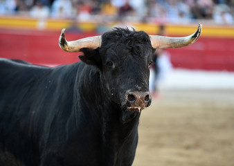 toro en españa