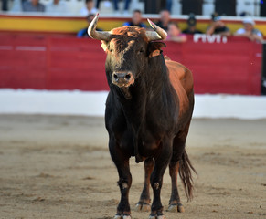 toro en españa