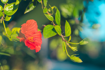 Red  flower on green branch. Wallpaper. Selective focus.