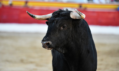 toro en españa
