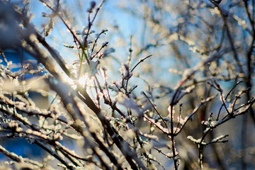 the sun in the cold rays passes through the grass