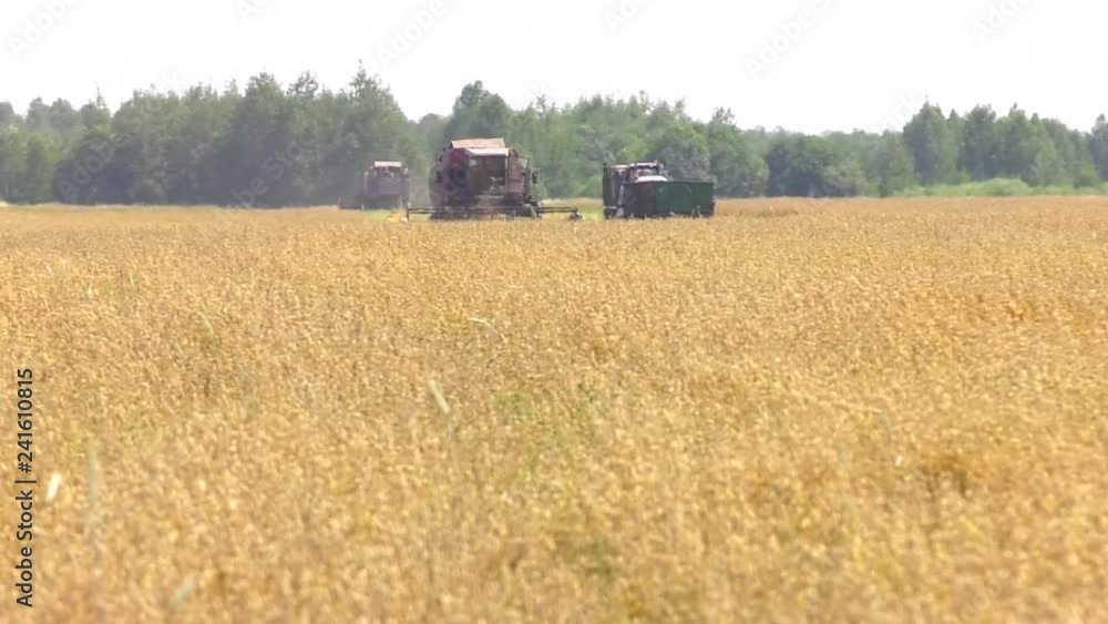 Wall mural harvesting of wheat in summer. two red harvesters working in the field. combine harvester agricultur