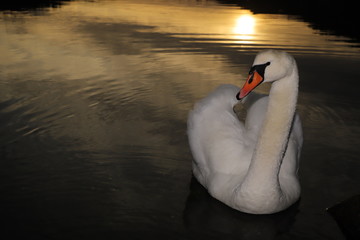 Obraz na płótnie Canvas swan on water