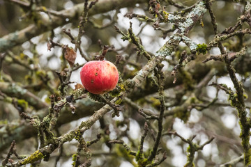 Einzelner roter Apfel an kahlem Baum