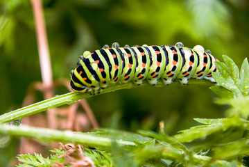 Schwalbenschwanzraupe frißt an Karotte