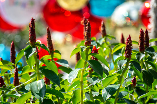 Costus speciosus (Crape ginger, Indian head ginger, Malay ginger, Spiral flag, Cane reed) colorful of red flowers on the background is blurred brightly.