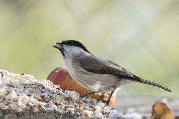 Sumpfmeise an Vogelfütterung