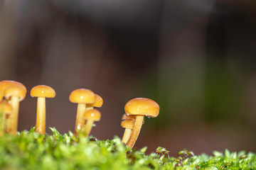 Mushroom in december 