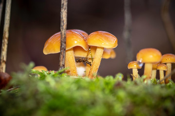 Mushroom in december 