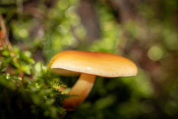 Mushroom in december 
