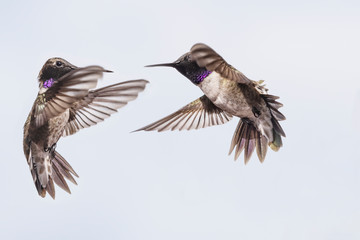 Black-Chinned Hummingbird (Archilochus alexandri) Face-off