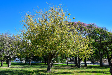 Colorful trees at Plaza de las Naciones Unidas (United Nations Square). Autumn in Buenos Aires,...
