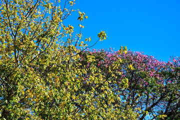 Colorful trees at Plaza de las Naciones Unidas (United Nations Square). Autumn in Buenos Aires, Argentina