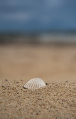 sea shell on the beach baltic sea usedom