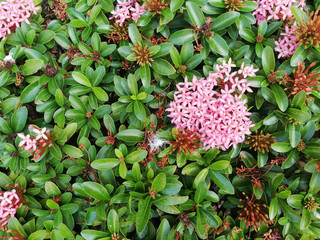 flower in the jungle