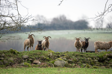herd of sheeps, ancient breed, brecon beacons national park