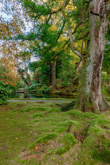 Beautiful Terra Nostra Botanical Park, Azores