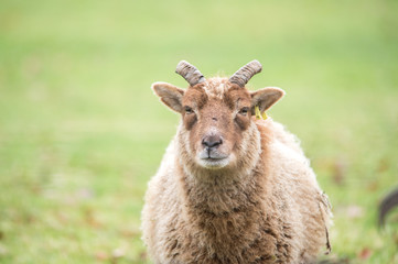 Naklejka na ściany i meble portrait of a sheep, ancient breed, brecon beacons national park