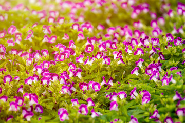 Colorful Wishbone flower (Torenia fournieri) Beautiful flowers blooming in garden with under sunlight background. Subject is blurred.