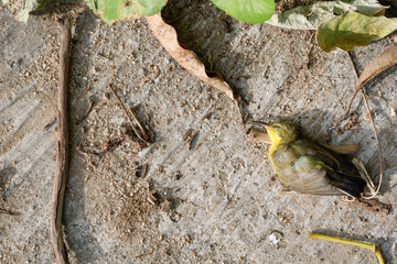 The dead body of a yellow bird on the ground, The concept of death alone, Copy space background.