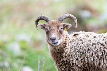 portrait of sheep, ancient breed, brecon beacons national park