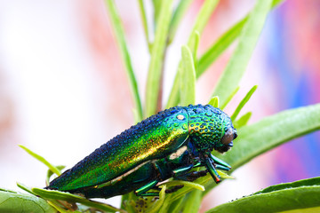 Jewel beetle (Buprestidae) water drops on them is a family of beetles, ฺBeautiful insects with wings shiny color as a gem from forest of Thailand.