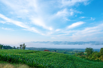 Fototapeta na wymiar View of corn fields with light fog and beautiful sky in the dry hills of rural Thailand.