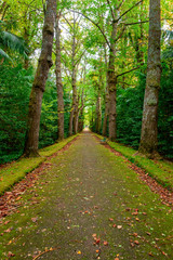 Beautiful Terra Nostra Botanical Park, Azores