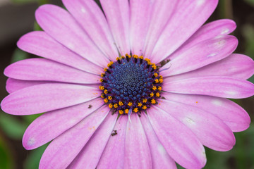 Obraz premium Marguerites
