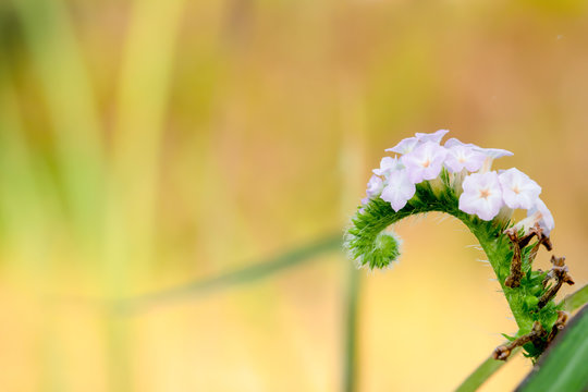 Indian Heliotrope, Scorpion Weed or Wild Clary (Heliotropium indicum). flower with the yellow copy space background.