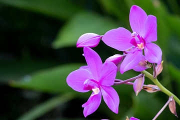 Ground orchid, Ground orchid, Spathoglottis Blume, Spathoglottis blume in the garden on blurred background.