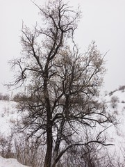 dead tree in winter