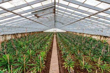 Greenhouse Pineapple Planting, Azores