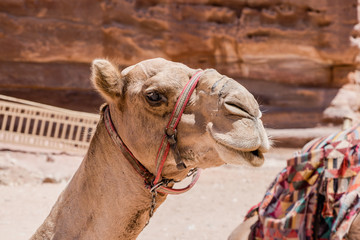 Camels in Petra, Jordan