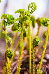 Young Fern Fronds opening in the forest. Ferns are a very ancient family of plants: early fern fossils predate the beginning of the Mesozoic era