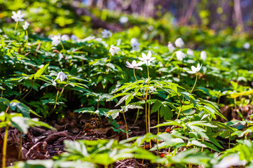 Group of growing Anemone Nemorosa white flowers in early spring forest