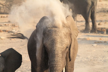 Fototapeta na wymiar Un éléphant luttant contre la chaleur