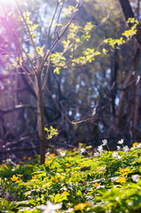 Group of growing Anemone Nemorosa white flowers in early spring forest