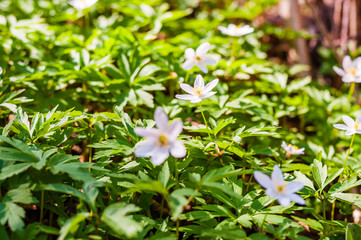 Group of growing Anemone Nemorosa white flowers in early spring forest
