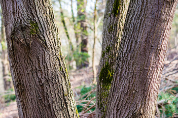 The group of several trunks of one tree in the forest
