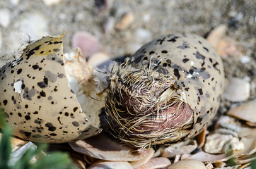 Chick of Thalasseus sandvicensis just released from the egg. Lagoon of Venice. Close up of a wild bird.Mimicry with the surrounding environment.