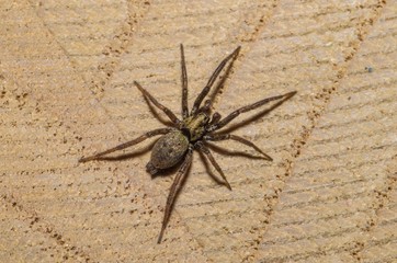 Esemplare di ragno comune (Zoropsidae) in primo piano