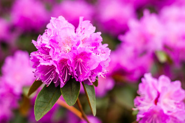 Blooming pink magenta rhododendron flowers, woody plants
