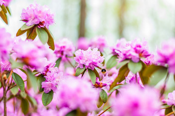 Bumblebee flying and collecting nectar from the blooming pink magenta rhododendron flowers, woody plants