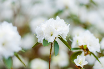 Blooming white rhododendron flowers, woody plants